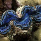 
                      Squamose giant clam / Tridacna squamosa
                   