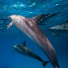 Spinner dolphin / Stenella longirostris