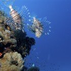  Russel\'s lionfish / Pterois russelli\