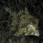  Thornback trunkfish / Tetrosomus gibbosus\