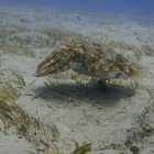  Hooded cuttlefish / Sepia prashadi\