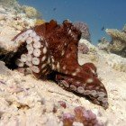 
                      Chobotnice modrá / Octopus cyaneus
                   