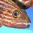 Cardinalfishes / Apogonidae