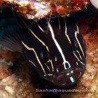  Six-striped soapfish / Grammistes sexlineatus\