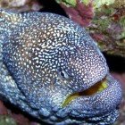  Yellowmouth moray / Gymnothorax nudivomer\