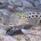 
                      Speckled sandperch / Parapercis hexophthalma
                   