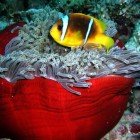 
                      Red Sea anemonfish / Amphiprion bicinctus
                   