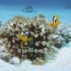  Red Sea anemonfish / Amphiprion bicinctus\