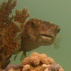  Yellowspotted burrfish / Cyclichthys spilostylus\
