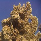 Plate fire coral / Millepora platyphylla