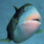  Yellowmargin triggerfish / Pseudobalistes flavimarginatus\