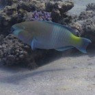  Rusty parrotfish / Scarus ferrugineus\