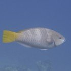 Rusty parrotfish / Scarus ferrugineus