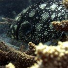 
                      Summana grouper / Epinephelus summana
                   