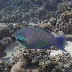  Steephead parrotfish / Scarus gibbus\