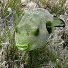 
                      Seagrass puffer / Arothron immaculatus
                   