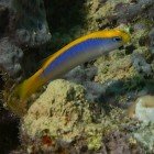 Sapínovec žlutohřbetý / Pseudochromis flavivertex