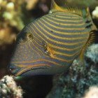 
                      Orange-striped triggerfish / Balistapus undulatus
                   