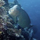 
                      Humphead parrotfish / Bolbometopon muricatum
                   