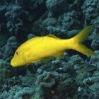  Yellowsaddle goatfish / Parupeneus cyclostomus\