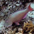  Bicolor parrofish / Cetoscarus bicolor\