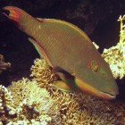 Parrotfishes / Scaridae