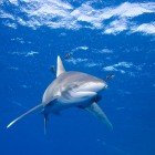 
                      Oceanic white tip shark / Carcharhinus longimanus
                   