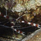 Boxer shrimp / Stenopus hispidus