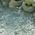 Anemone partner shrimp / Periclimenes longicarpus
