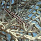 Longnose hawkfish / Oxycirrhites typus