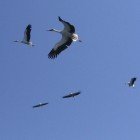  White stork / Ciconia ciconia\