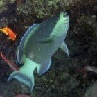 
                      Bridled parrotfish / Scarus frenatus
                   