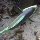  Bridled parrotfish / Scarus frenatus\
