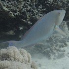  Indian longnose parrotfish / Hipposcarus harid\