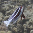 
                      Red Sea fairy basslet / Pseudanthias taeniatus
                   