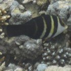  Red Sea thicklip wrasse / Hemigymnus fasciatus\