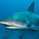 Caribbean reef shark / Carcharhinus perezii