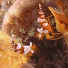 
                      Squat cleaner shrimp / Thor amboinensis
                   