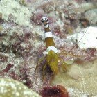 Squat cleaner shrimp / Thor amboinensis