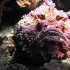 
                      Stonefish / Synanceia verrucosa
                   