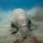 
                      Dugong / Dugong dugon
                   