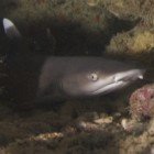 Žralok lagunový / Triaenodon obesus