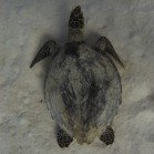 Hawksbill sea turtle / Eretmochelys imbricata
