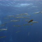  Yellowtail barracuda / Sphyraena flavicauda\
