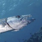  Great barracuda / Sphyraena barracuda\