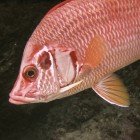 Bigeyes & Soldierfish / Priacanthidae & Holocentridae