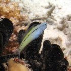 Blackline fangblenny / Meiacanthus nigrolineatus
