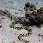  Spotted snake eel / Myrichthys maculosus\