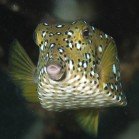Boxfishes  / Ostraciidae