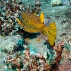 Yellow boxfish / Ostracion cubicus